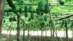 Nông dân Bắc Kạn thu trăm triệu nhờ trồng bí xanh thơm