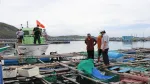 Phú Yên phát triển nghề nuôi biển theo hướng công nghiệp hiện đại