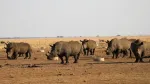 Tình trạng săn trộm tê giác tăng cao ở Nam Phi