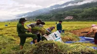 Giá gạo xuất khẩu của Việt Nam tăng vững vàng, gạo Thái Lan giảm thêm 5 USD