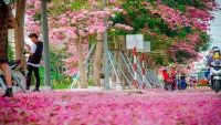 Hút hồn con đường hoa ngập sắc hồng ở Sóc Trăng
