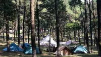 Người dân thủ đô lên rừng thông Ba Vì cắm trại, ngắm ‘con đường Hàn Quốc’