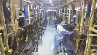 'Thủ phủ' bò sữa ở Hà Nội ăn nên làm ra nhờ ứng dụng công nghệ cao