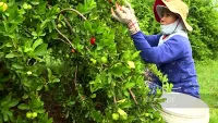 Tiền Giang: Bí quyết trồng trái đặc sản ví như “Vua vitamin C”, lão nông xứ Gò Công thu tiền tỷ