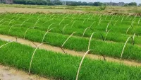 Trung Quốc phát triển giống lúa lai kỳ lạ: Gieo trồng một lần thu hoạch trong nhiều năm