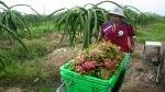 Bình Thuận: Hỗ trợ gần 29,5 tỉ đồng phát triển 10 chuỗi liên kết sản xuất và tiêu thụ