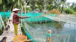 Nuôi cá rô, nuôi cá lóc trong dèo lưới mùa nước nổi, nông dân Cà Mau lãi hàng trăm triệu