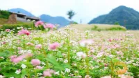 Hà Giang: Thạch Sơn Thần - Điểm ngắm hoa lý tưởng mùa tam giác mạch
