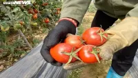 Hà Nội: Cà chua tăng giá dựng đứng, bà nội trợ phát hoảng