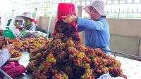 Ninh Thuận đăng ký sở hữu trí tuệ nâng tính cạnh tranh cho nông sản