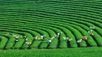 Nông nghiệp sinh thái: ‘Đòn bẩy' để Việt Nam đưa phát thải ròng về 'O'