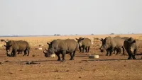 Tình trạng săn trộm tê giác tăng cao ở Nam Phi