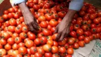 Nhiều nông dân Ấn Độ lãi lớn nhờ giá cà chua tăng gấp 8