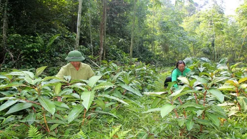 Nhiều địa phương thành công với mô hình trồng dược liệu dưới tán rừng