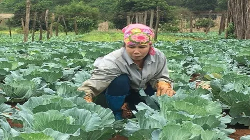 Phát triển kinh tế nông nghiệp Sơn La cần những đột phá mới